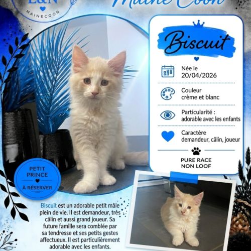 Chaton mainecoon #5