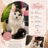 Chaton mainecoon #1