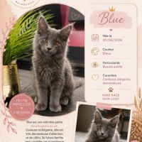 Chaton mainecoon