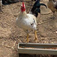 Coq de 4 mois
