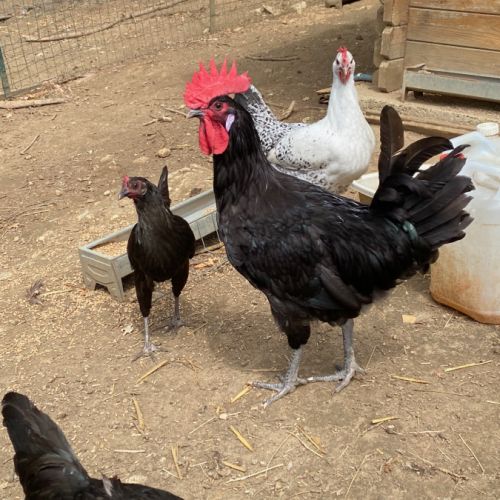Coq gaulois noir