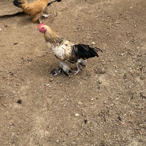 Coq sabelpoot de 3 mois