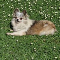 Jolie femelle 5 ans dépt 86 #1