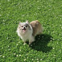 Jolie femelle 5 ans dépt 86 #2