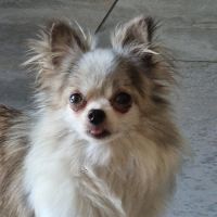 Jolie femelle 5 ans dépt 86