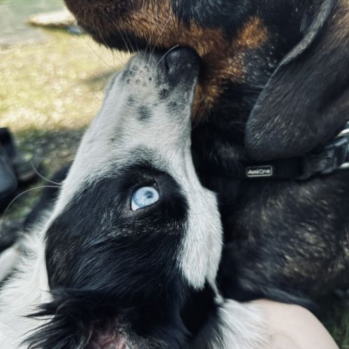Chiot border collie de 6 mois #0