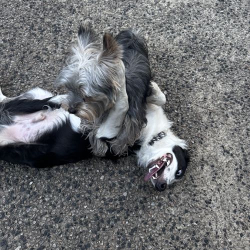 Chiot border collie de 6 mois #3