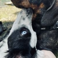 Chiot border collie de 6 mois