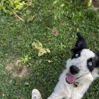 Chiot border collie de 6 mois #2