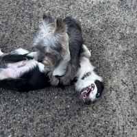 Chiot border collie de 6 mois #3