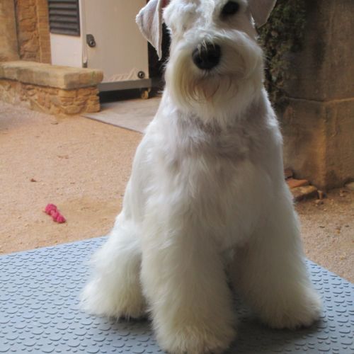 Chiot schnauzer nain blanc #1