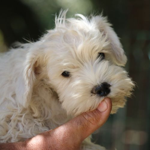 Chiot schnauzer nain blanc #0