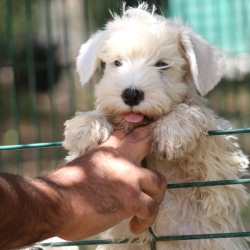 Chiot schnauzer nain blanc #4