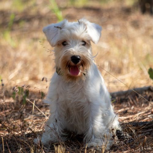 Chiot schnauzer nain blanc #5