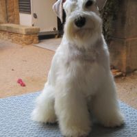 Chiot schnauzer nain blanc #1