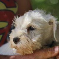Chiot schnauzer nain blanc #3