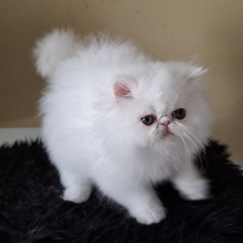 Chaton persan disponible