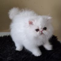 Chaton persan disponible