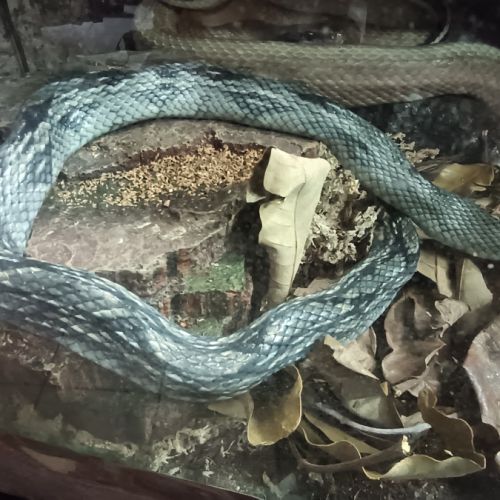 Couple d'orthriophis taeniurus callicyanous