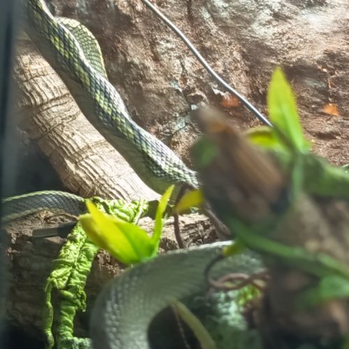 Couple d'orthriophis taeniurus callicyanous #4