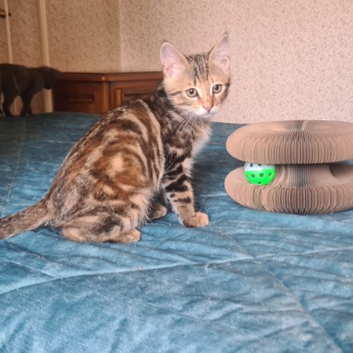Salambo-adorable chatonne #1
