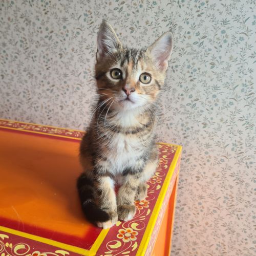 Salambo-adorable chatonne #0