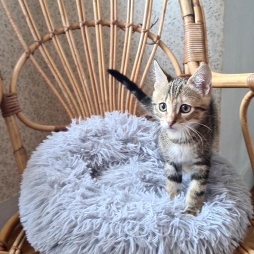 Salambo-adorable chatonne #5