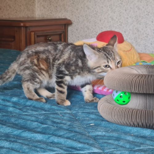 Salambo-adorable chatonne #6
