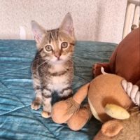 Salambo-adorable chatonne #3