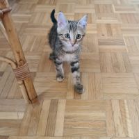 Salambo-adorable chatonne #4