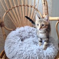 Salambo-adorable chatonne #5