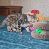 Salambo-adorable chatonne #6
