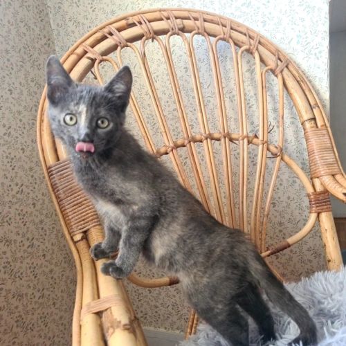 Salomé-adorable chatonne #2