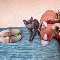Salomé-adorable chatonne #1