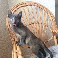 Salomé-adorable chatonne #2