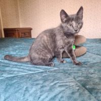 Salomé-adorable chatonne #3