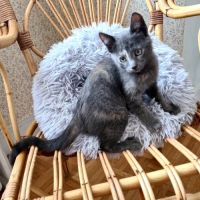 Salomé-adorable chatonne #4