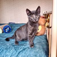 Salomé-adorable chatonne