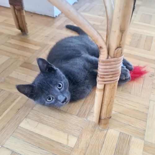 Salomon-adorable chaton #3