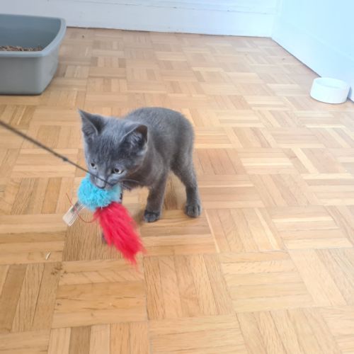 Salomon-adorable chaton #4