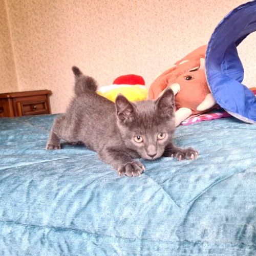 Salomon-adorable chaton #6