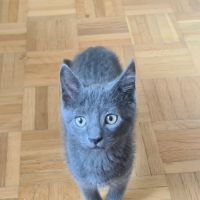 Salomon-adorable chaton #1