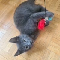 Salomon-adorable chaton #2