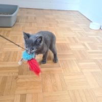 Salomon-adorable chaton #4