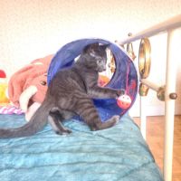 Salomon-adorable chaton #5