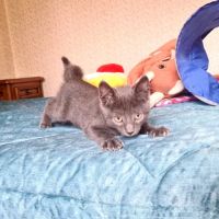 Salomon-adorable chaton #6