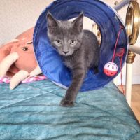 Salomon-adorable chaton