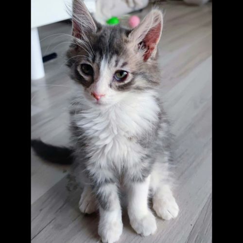 Lili, adorable chaton à l'adoption #0