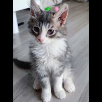 Lili, adorable chaton à l'adoption