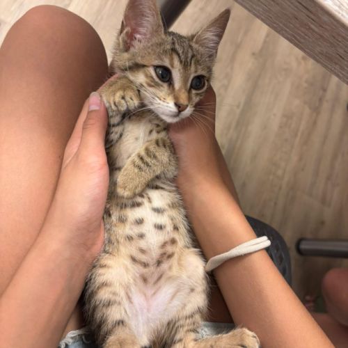 Victoria, adorable chaton à l'adoption #1